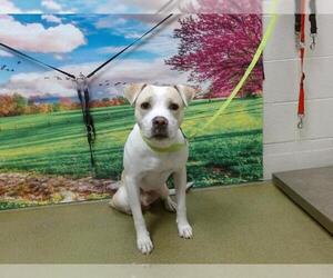 American Pit Bull Terrier-Unknown Mix Dogs for adoption in Moreno Valley, CA, USA