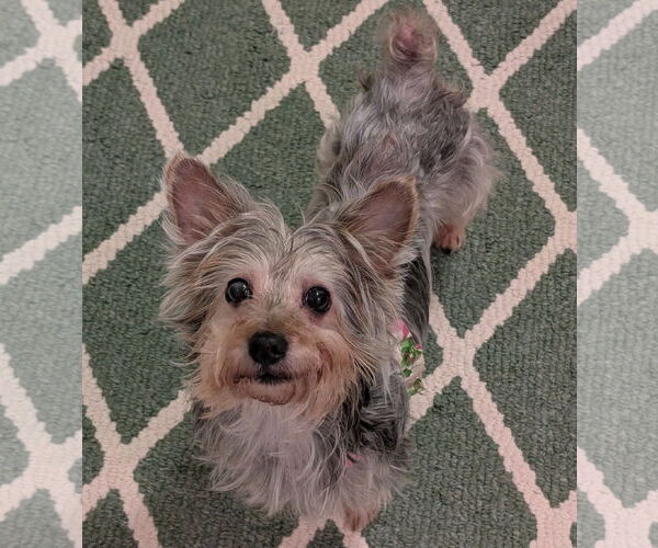 Medium Photo #2 Maltese-Unknown Mix Puppy For Sale in Greensboro, NC, USA