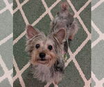 Small #1 Maltese Mix