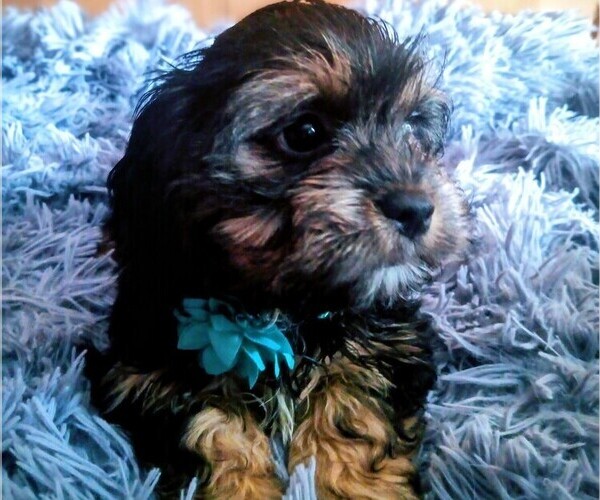 Medium Photo #1 Silky Cocker Puppy For Sale in WOBURN, MA, USA