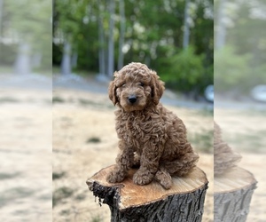 Goldendoodle (Miniature) Puppy for sale in PELHAM, NC, USA