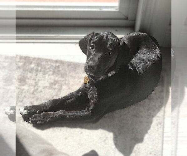 Medium Photo #2 Colonial Cocker Spaniel-Retriever  Mix Puppy For Sale in Fargo, ND, USA