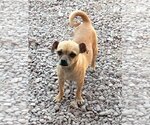 Small Photo #5 Chug Puppy For Sale in Arlington, WA, USA