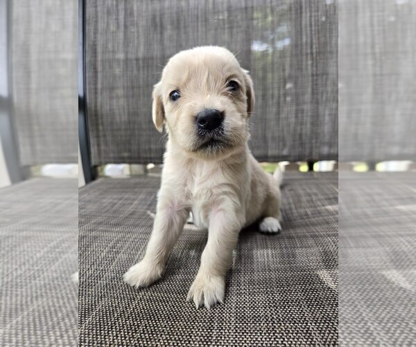 Medium Photo #4 Golden Retriever Puppy For Sale in LYNCHBURG, VA, USA