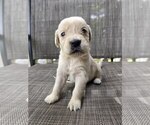 Small #3 Golden Retriever