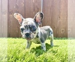 Small Photo #44 French Bulldog Puppy For Sale in LOS ANGELES, CA, USA