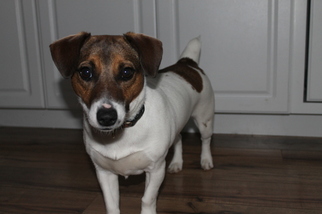 Jack Russell Terrier Puppy for sale in HAMPSTEAD, MD, USA