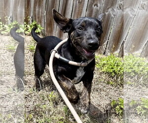 Mutt Dogs for adoption in Sanford, FL, USA