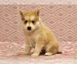 Small Photo #3 Pomsky Puppy For Sale in DENVER, PA, USA