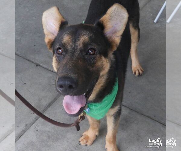 Medium Photo #6 German Shepherd Dog-Unknown Mix Puppy For Sale in Washington, DC, USA
