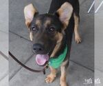Small #5 German Shepherd Dog Mix