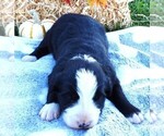 Puppy Puppy 3 Male Bordernese
