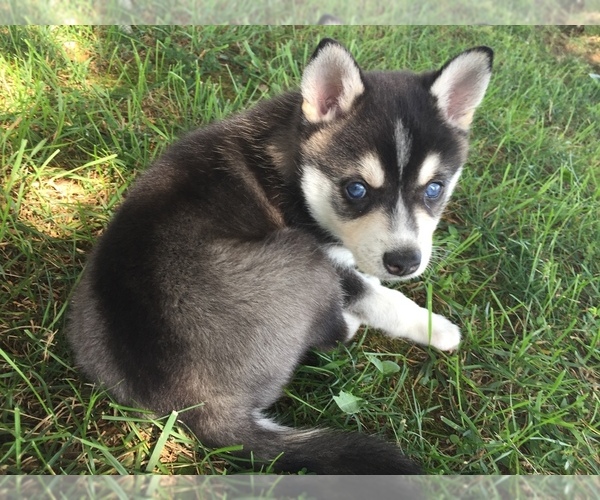 Medium Photo #3 Alaskan Klee Kai Puppy For Sale in WINCHESTER, OH, USA