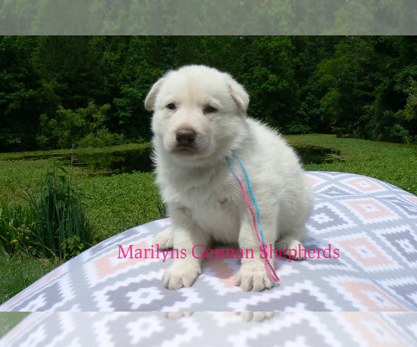 Medium Photo #4 German Shepherd Dog Puppy For Sale in PIEDMONT, MO, USA
