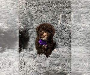 Cavapoo (Toy) Puppy for sale in JEFFERSONVILLE, IN, USA