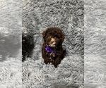 Small Cavapoo (Toy)