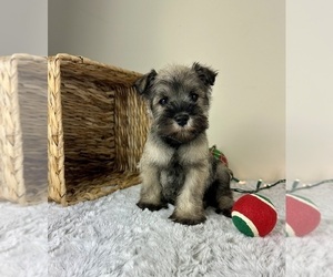 Schnauzer (Miniature) Puppy for sale in GREENFIELD, IN, USA