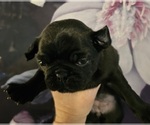 Small Photo #2 Pug Puppy For Sale in INDEPENDENCE, MO, USA