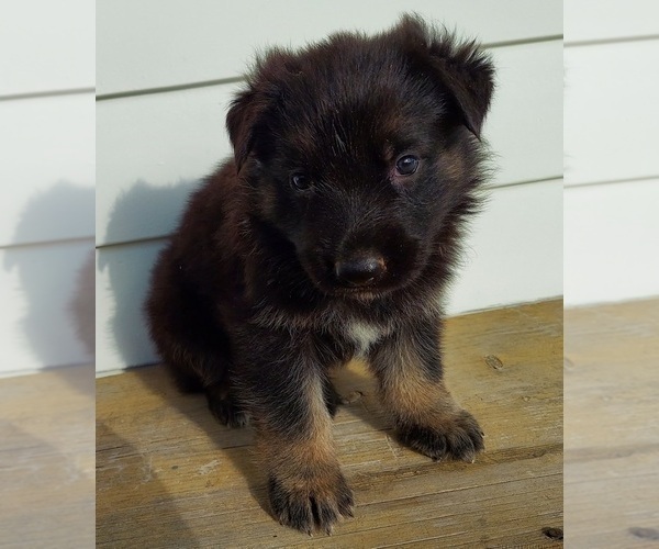 Medium Photo #7 German Shepherd Dog Puppy For Sale in EOLIA, MO, USA