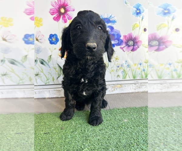 Medium Photo #4 Golden Mountain Doodle Puppy For Sale in SAN JACINTO, CA, USA