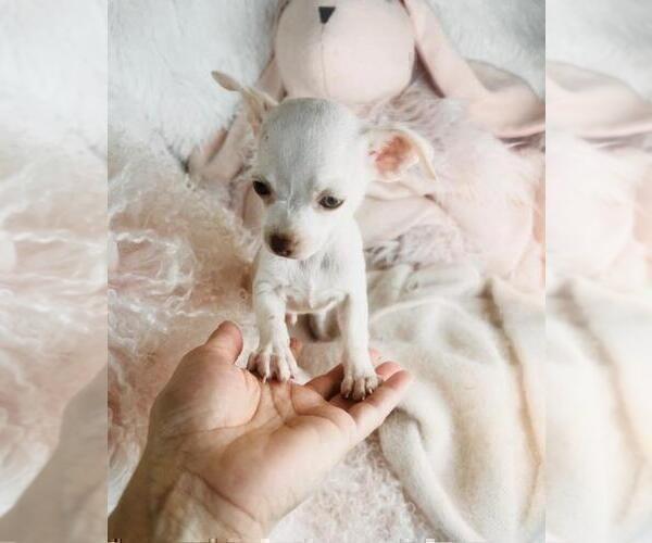 Medium Photo #4 Chihuahua Puppy For Sale in FORT LAUDERDALE, FL, USA