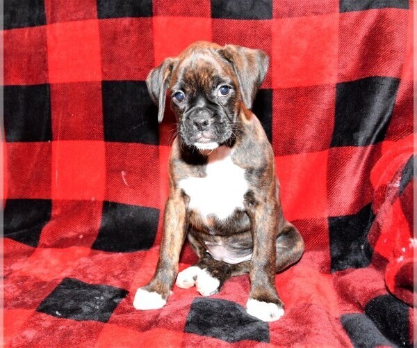 Medium Photo #13 Boxer Puppy For Sale in CHILHOWEE, MO, USA