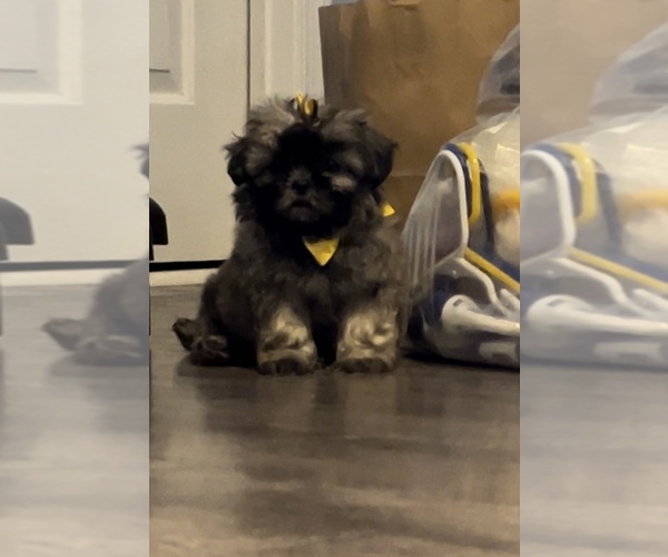 Medium Photo #5 Shih Tzu Puppy For Sale in DENTON, MD, USA