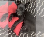 Puppy Madison Belgian Malinois