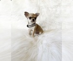 Small #2 Chihuahua