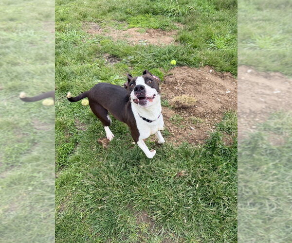 Medium Photo #8 American Staffordshire Terrier Puppy For Sale in Pierceton , IN, USA