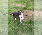 Small #7 American Staffordshire Terrier