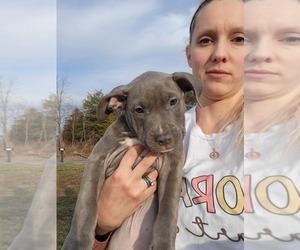 American Pit Bull Terrier Puppy for Sale in CHAMBERSBURG, Pennsylvania USA