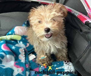 Morkie Puppy for Sale in POWDER SPRINGS, Georgia USA