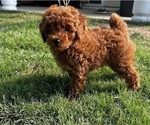 Small Photo #1 Poodle (Miniature) Puppy For Sale in INDIAN TRAIL, NC, USA