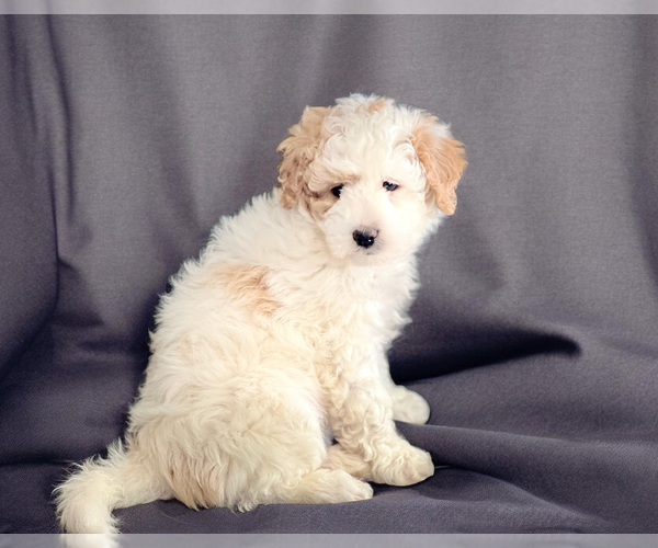 Medium Photo #1 Bernedoodle (Miniature) Puppy For Sale in DUNDEE, OH, USA