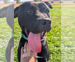 Mitch - Male American Staffordshire Terrier-Unknown Mix Dog for Adoption - Photo #4