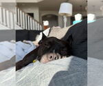 Small #16 American Pit Bull Terrier Mix