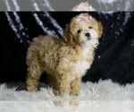 Small #4 Maltipoo
