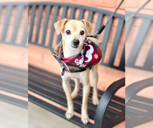 Medium Photo #5 Chihuahua Puppy For Sale in Pittsburg, CA, USA