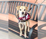 Small #4 Chihuahua