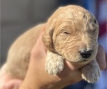 Small Photo #116 Goldendoodle Puppy For Sale in PHOENIX, AZ, USA