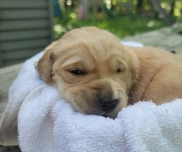 Medium Photo #15 Golden Retriever Puppy For Sale in ROCKFORD, MI, USA