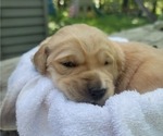Small #14 Golden Retriever
