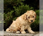 Small #2 Goldendoodle (Miniature)