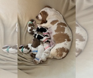 Basset Hound Puppy for Sale in FORSYTH, Georgia USA