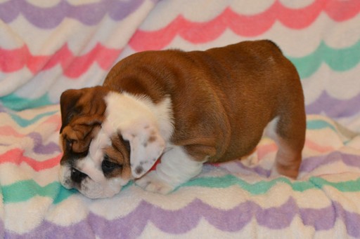 Medium Photo #7 Bulldog Puppy For Sale in CHINO HILLS, CA, USA