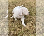 Small Photo #14 Dogo Argentino Puppy For Sale in SAN ANTONIO, TX, USA