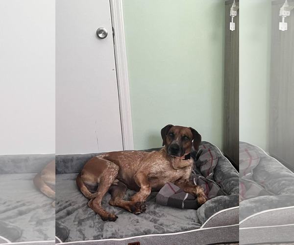 Medium Photo #9 Coonhound-Unknown Mix Puppy For Sale in Westwood, NJ, USA