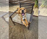 Small #13 Labrador Retriever Mix