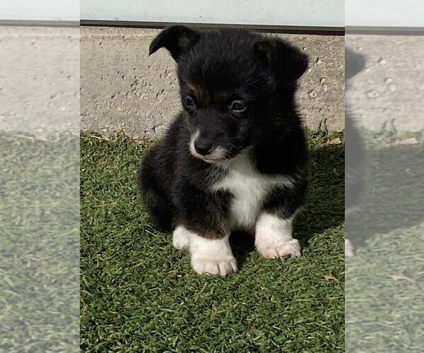 Medium Photo #1 Pembroke Welsh Corgi Puppy For Sale in BRIGGSDALE, CO, USA